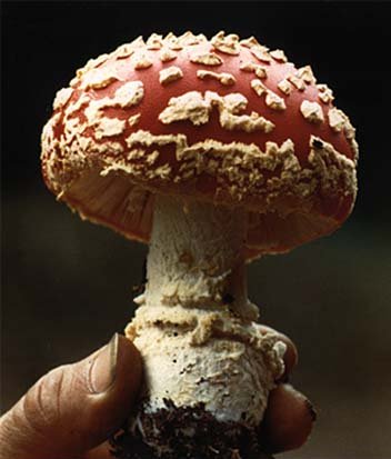 poisonshroom.jpg (28133 bytes)