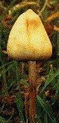 shroom.jpg (8064 bytes)